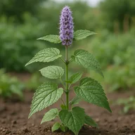 Anise hyssop