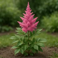 Astilbe