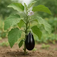Aubergine / eggplant