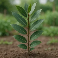 Bay laurel