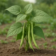 Bean (Bush)