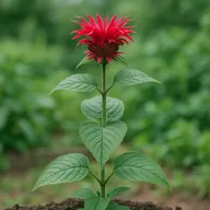 Bee balm (Monarda didyma)