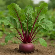 Beetroot