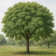 Black acacia (Acacia melanoxylon)