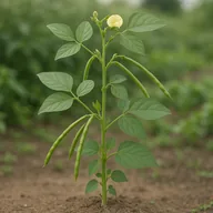 Black eyed peas / cowpeas