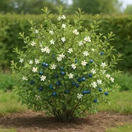 Blackthorn (Prunus spinosa)