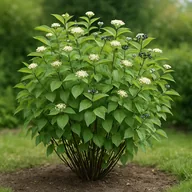 Blood-red dogwood (Cornus sanguinea)