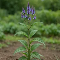 Blue vervain (Verbena hastata)
