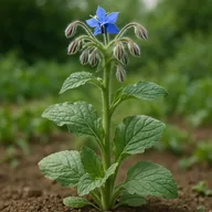 Borage