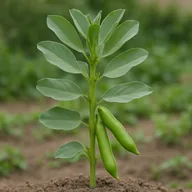 Broad bean / fava bean