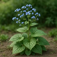 Brunnera