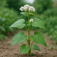 Buckwheat