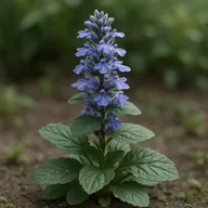 Bugleweed (Ajuga reptans)