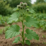 Burdock