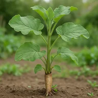 Burdock root (gobo)