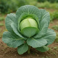 Cabbage