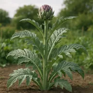 Cardoon