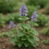 Catmint (Nepeta)