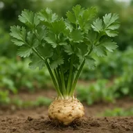 Celeriac
