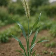 Cereal rye