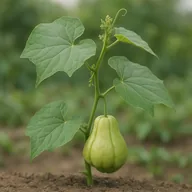 Chayote