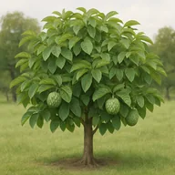 Cherimoya