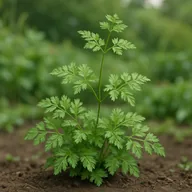 Chervil