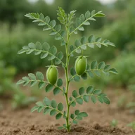 Chickpea