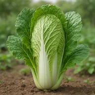 Chinese cabbage (Napa)
