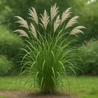 Chinese silver grass