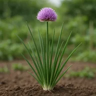 Chive