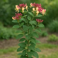 Climbing honeysuckle