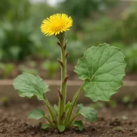 Coltsfoot
