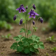Columbine / aquilegia