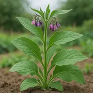 Comfrey (garden)