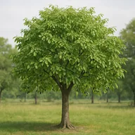 Common hackberry