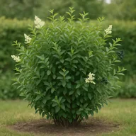 Common privet
