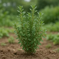 Common thyme