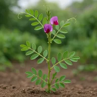 Common vetch