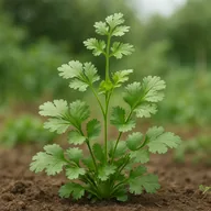 Coriander / cilantro