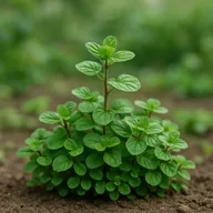 Corsican mint