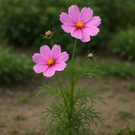 Cosmos