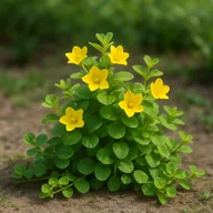 Creeping Jenny (Lysimachia nummularia)