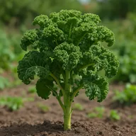 Curly kale