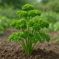Curly parsley