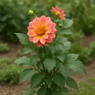 Dahlia