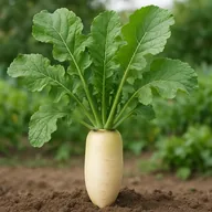Daikon radish
