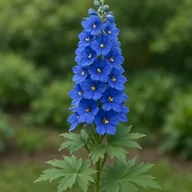 Delphinium
