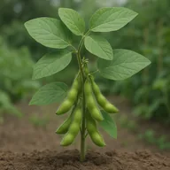 Edamame / soybean