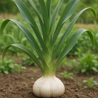 Elephant garlic
